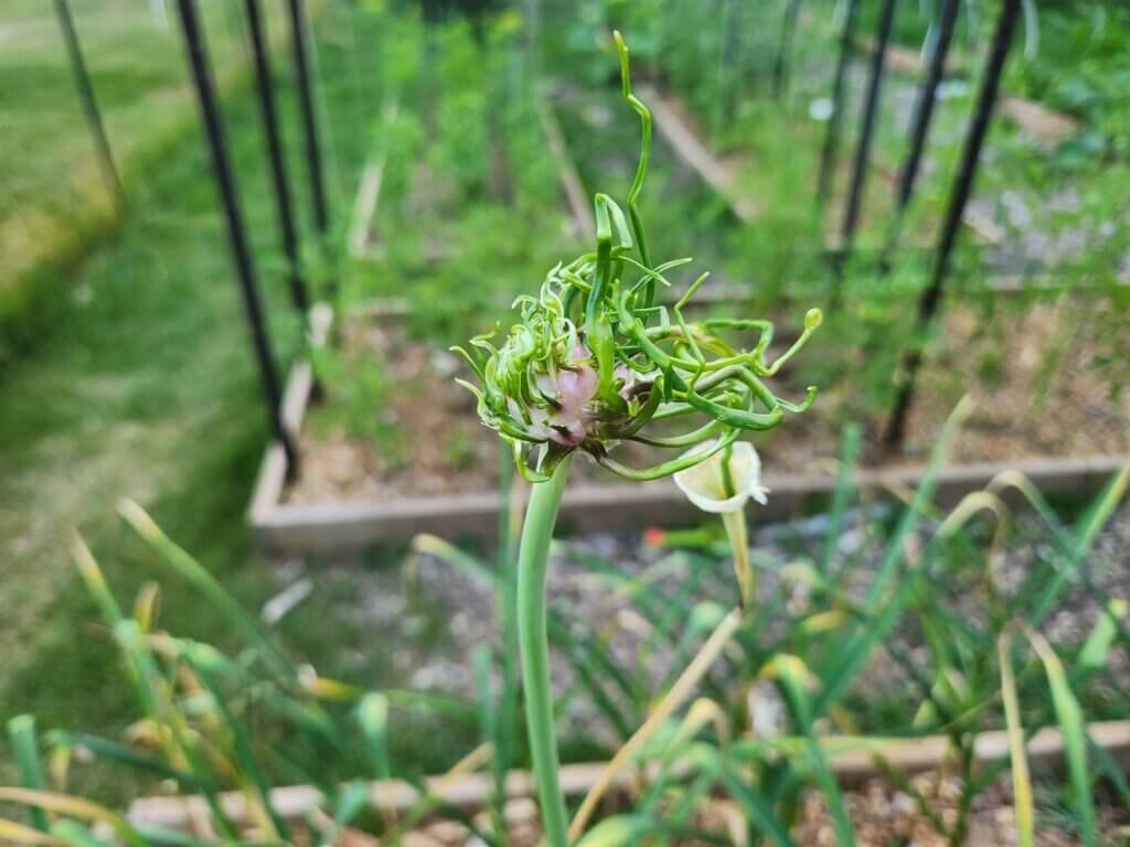 Garlic scape flower head producing bulbils after being left on the plant