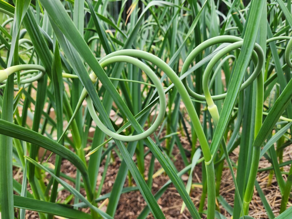Garlic scapes curling above hardneck garlic plants in a raised garden bed