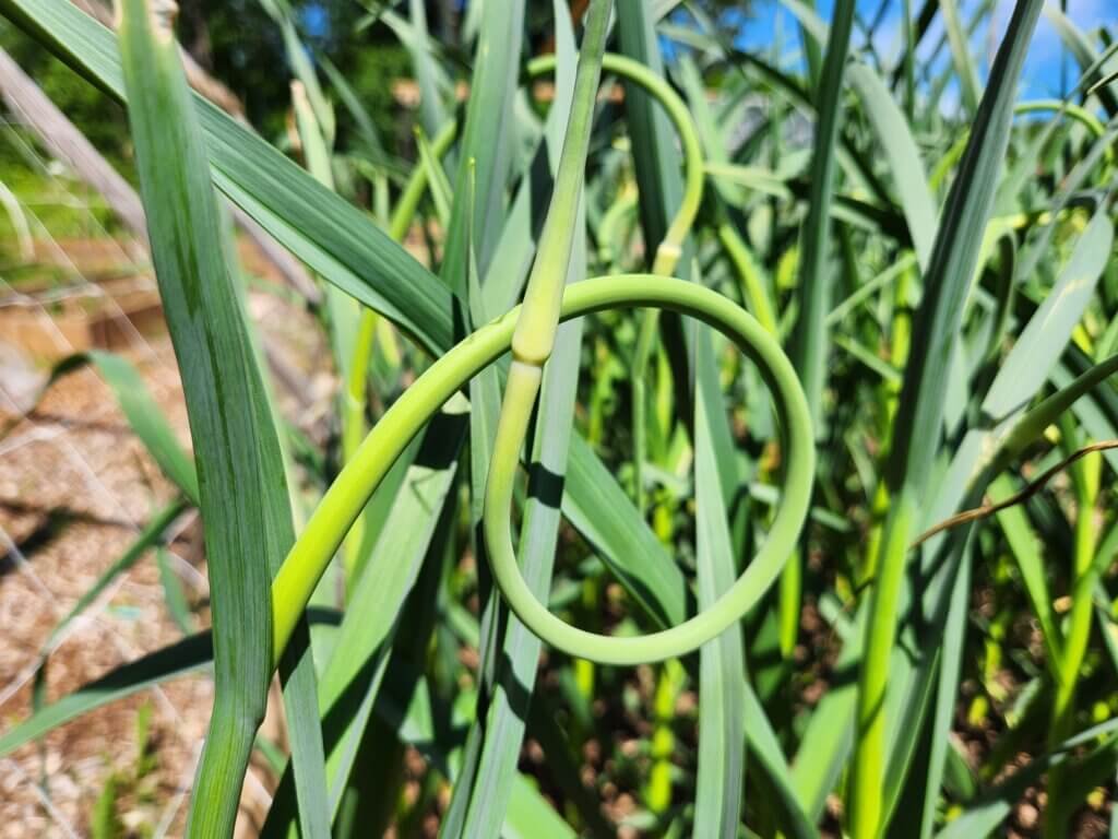 Garlic scape forming a full curl on a hardneck garlic plant before harvest.