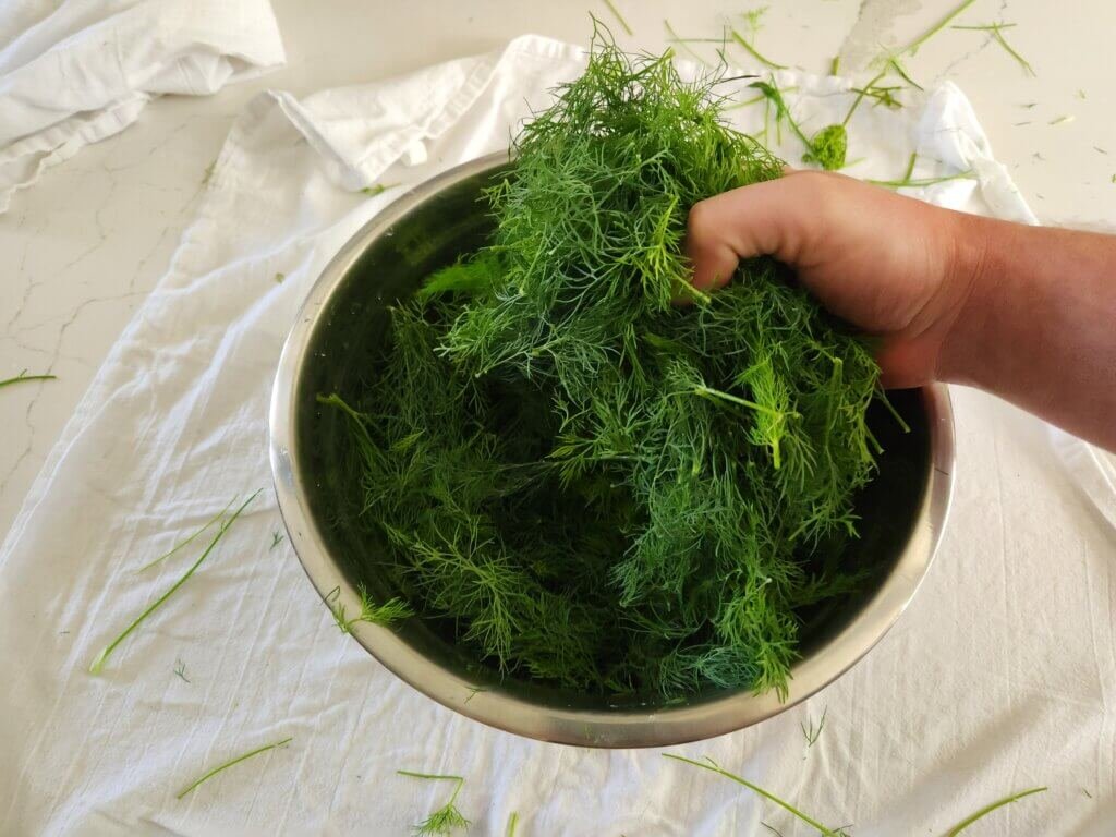 Hand Grabbing All The Freshly Harvested Dill Ready to Dry