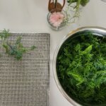 How to Dry Fresh Dill