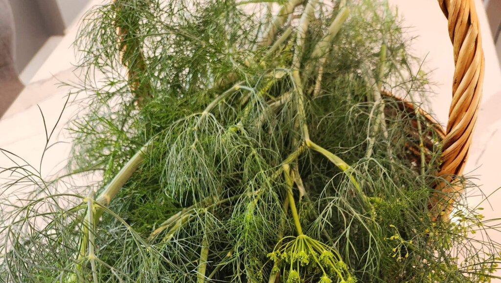 How to Harvest Dill Basket