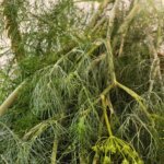 How to Harvest Dill Basket