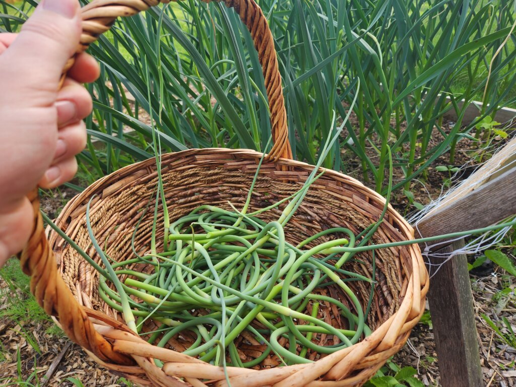 Basket filled with freshly harvested garlic scapes beside a garlic bed