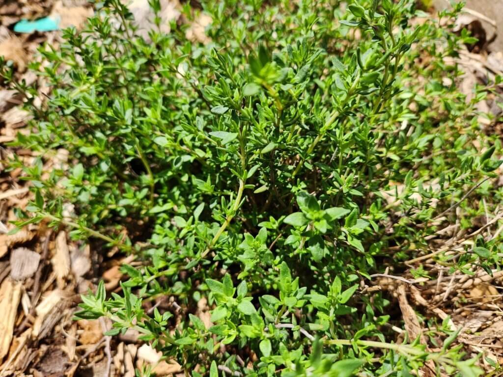 Thyme Plant in May Green and Growing