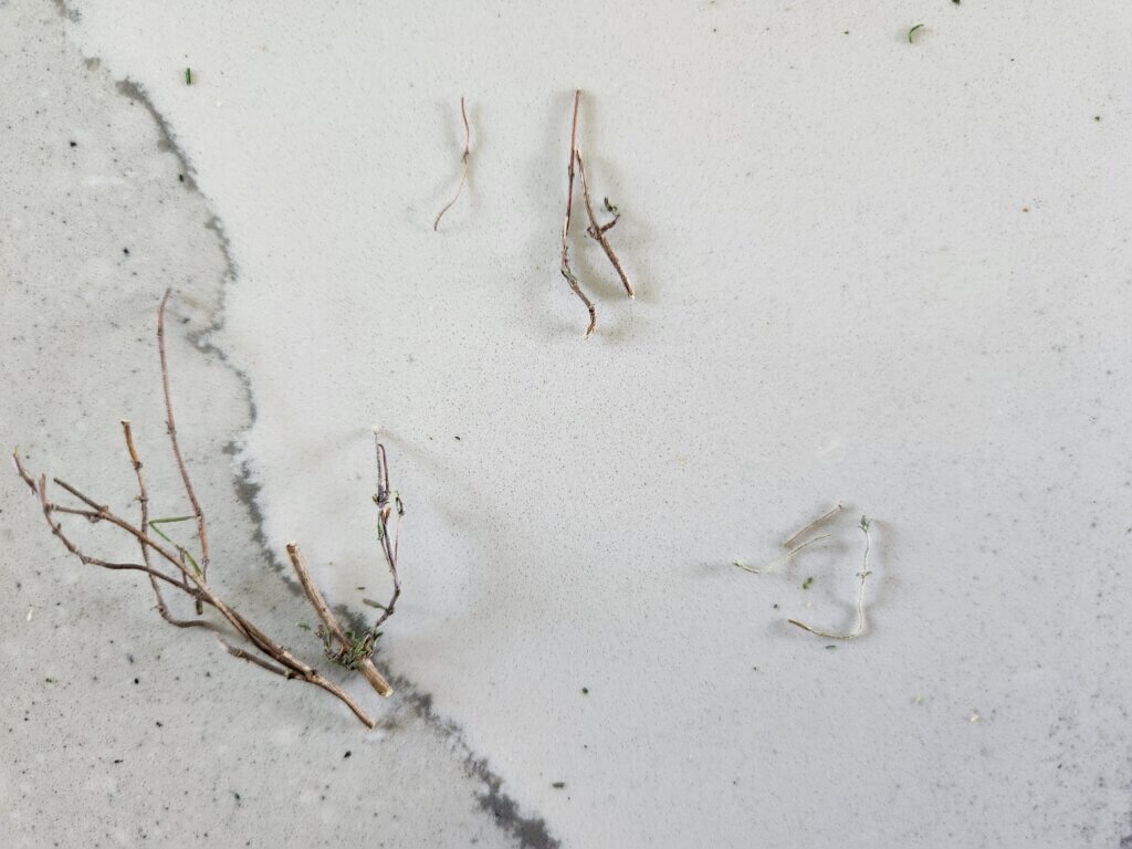 Thyme Woody Stems - Large on Left - Medium in Middle and Tiny on Right