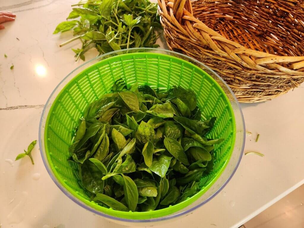 Basil Leaves Harvested and Washed and Ready to Process
