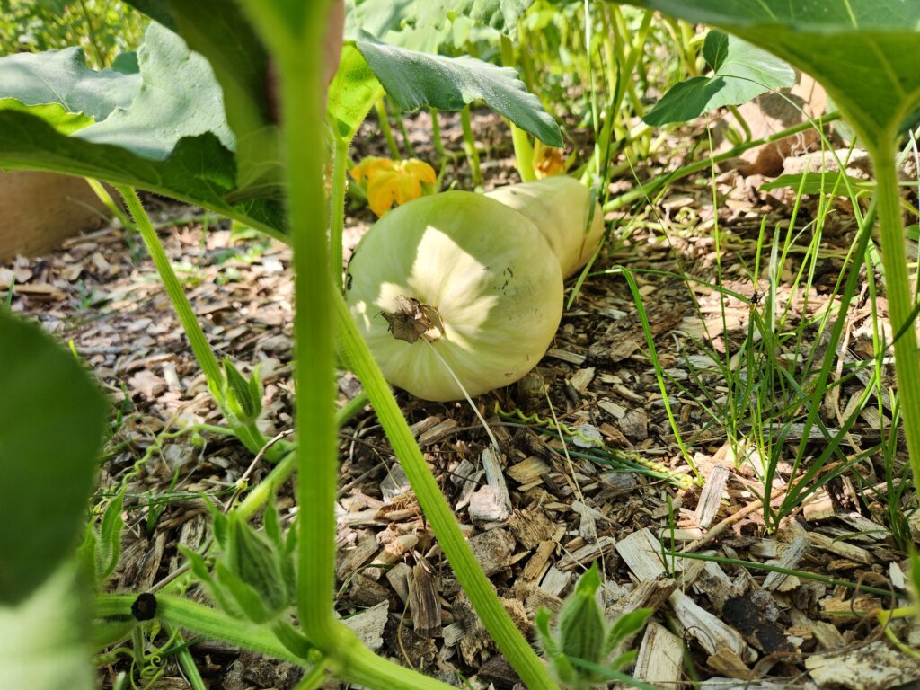 Immature butternut squash growing on the vine in our Zone 5 garden