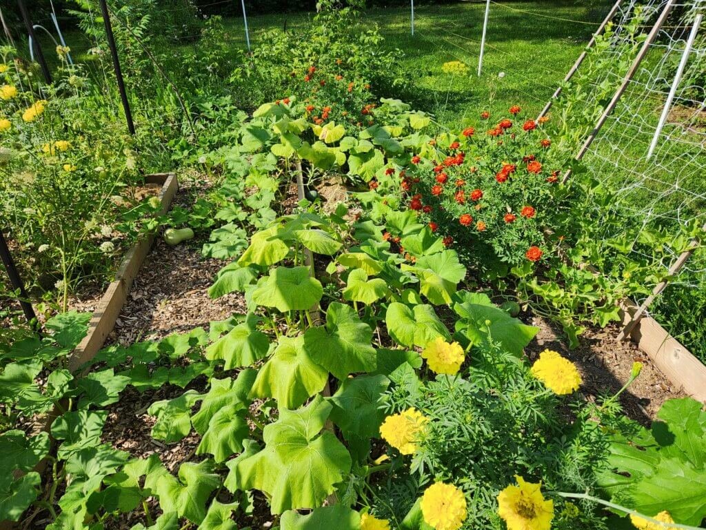 Butternut squash vines spreading through our raised bed garden