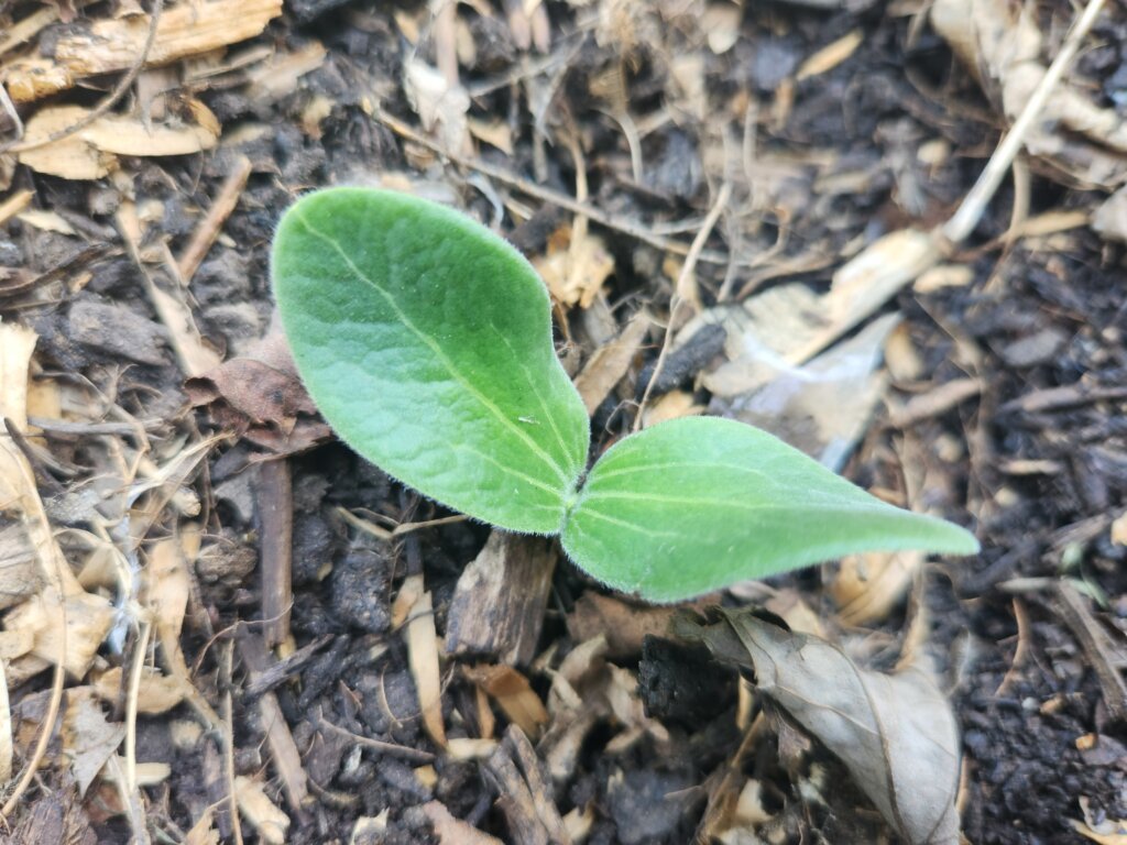 Young butternut squash seedling growing in the garden