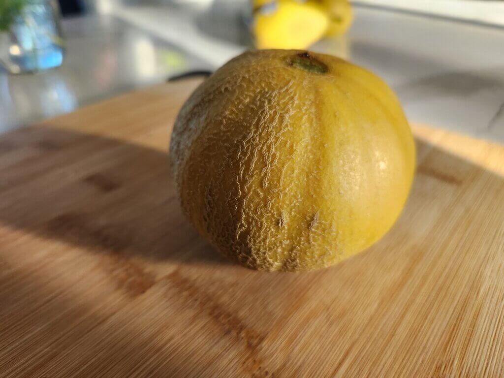 Cantaloupe Turned Yellow