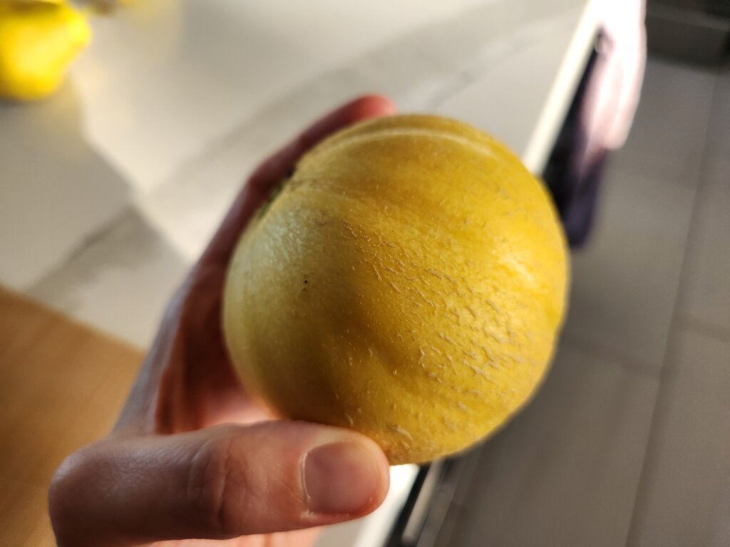 Cantaloupe turned yellow and fell off the vine