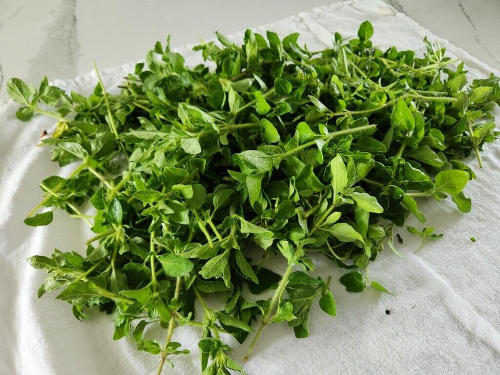 Cleaned Oregano with a Towel - Ready For the Dehydrator