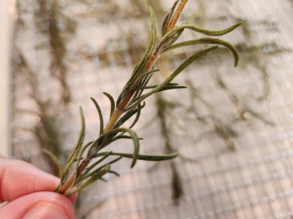 Close Up of Dried Rosemary Sprig