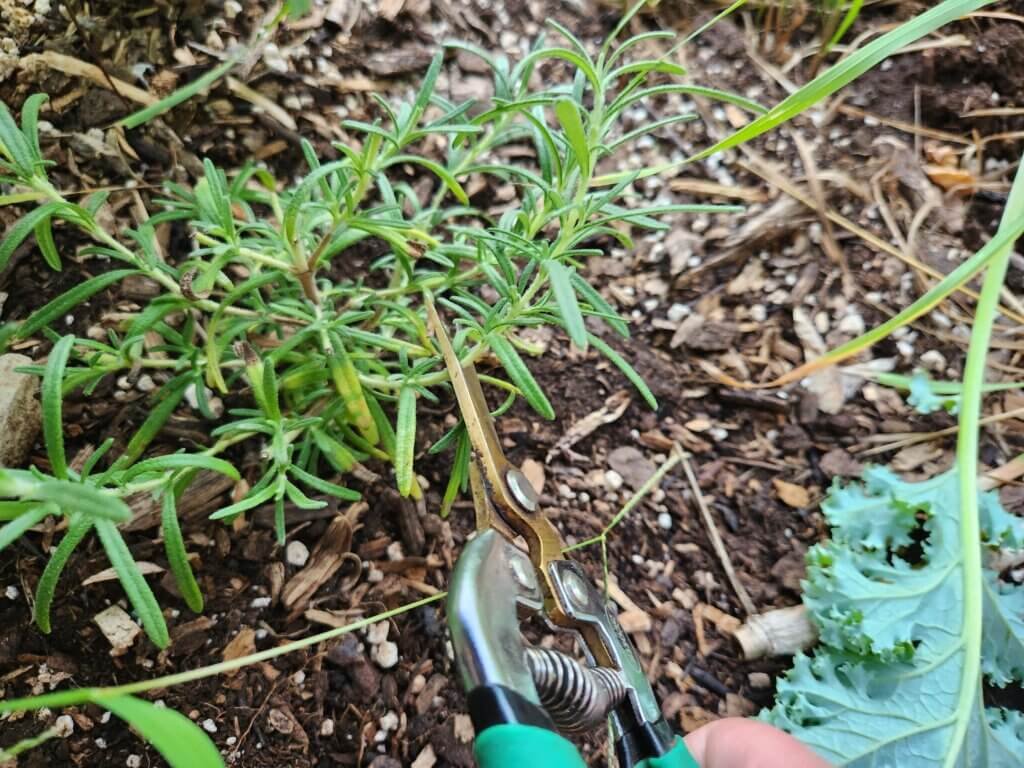 Cutting Rosemary Stem