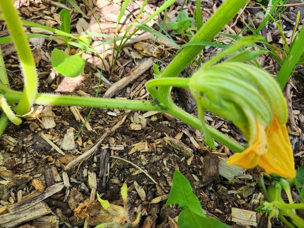 Young butternut squash and flower developing on the vine