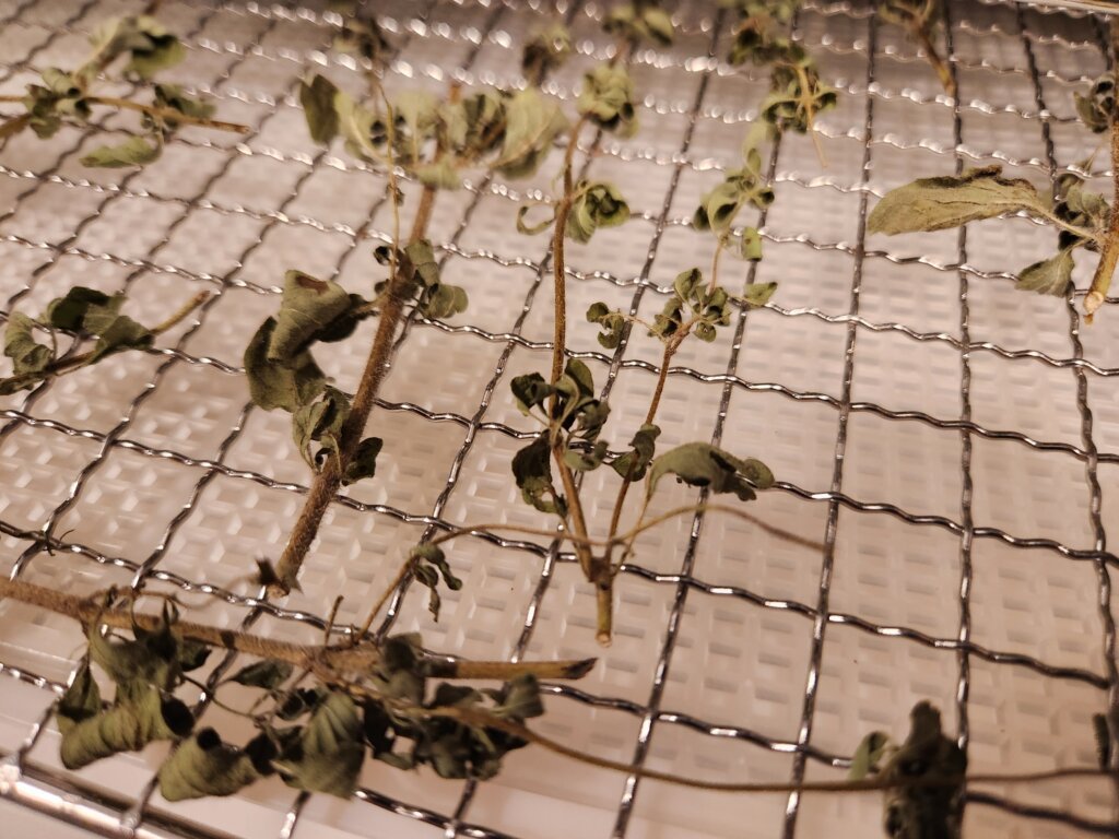 Dried Oregano on Dehydrator Tray