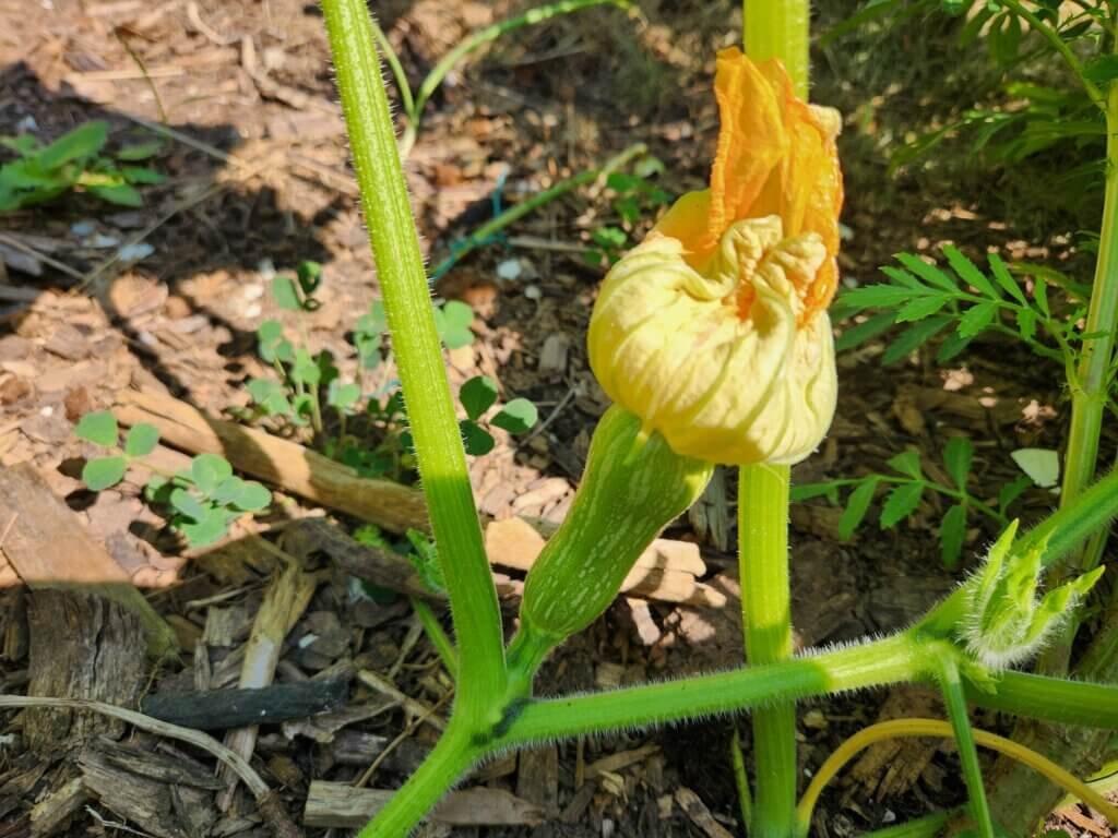 Female butternut squash flower with a small immature squash directly behind the flower
