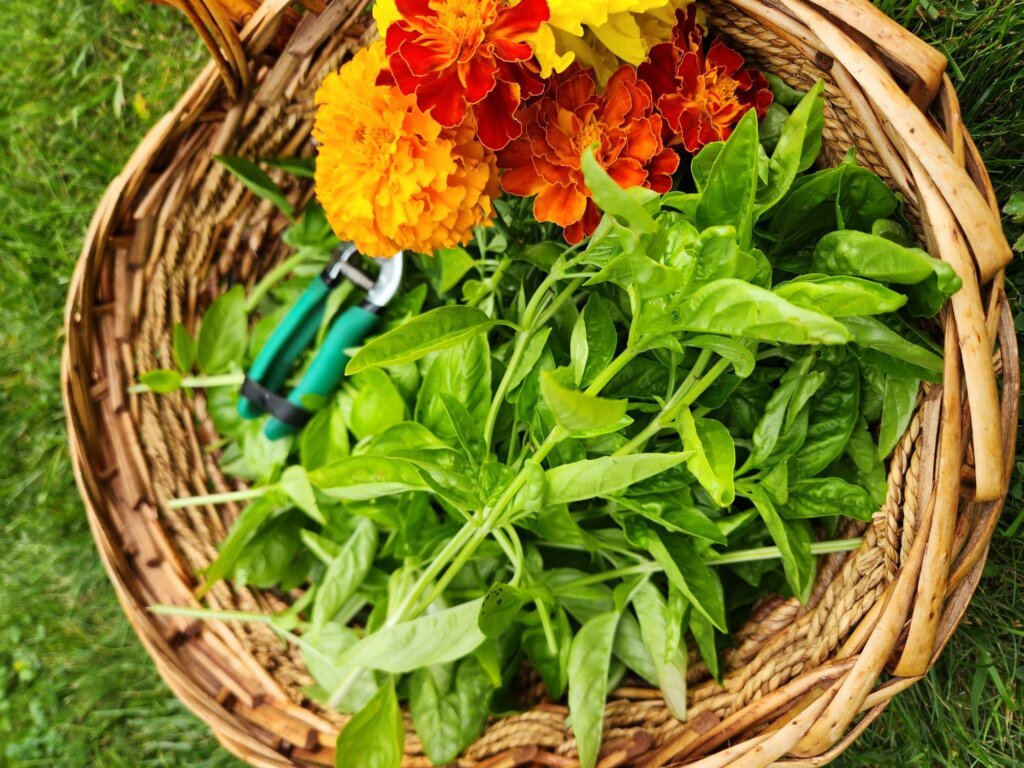 Freshly Harvested Basil