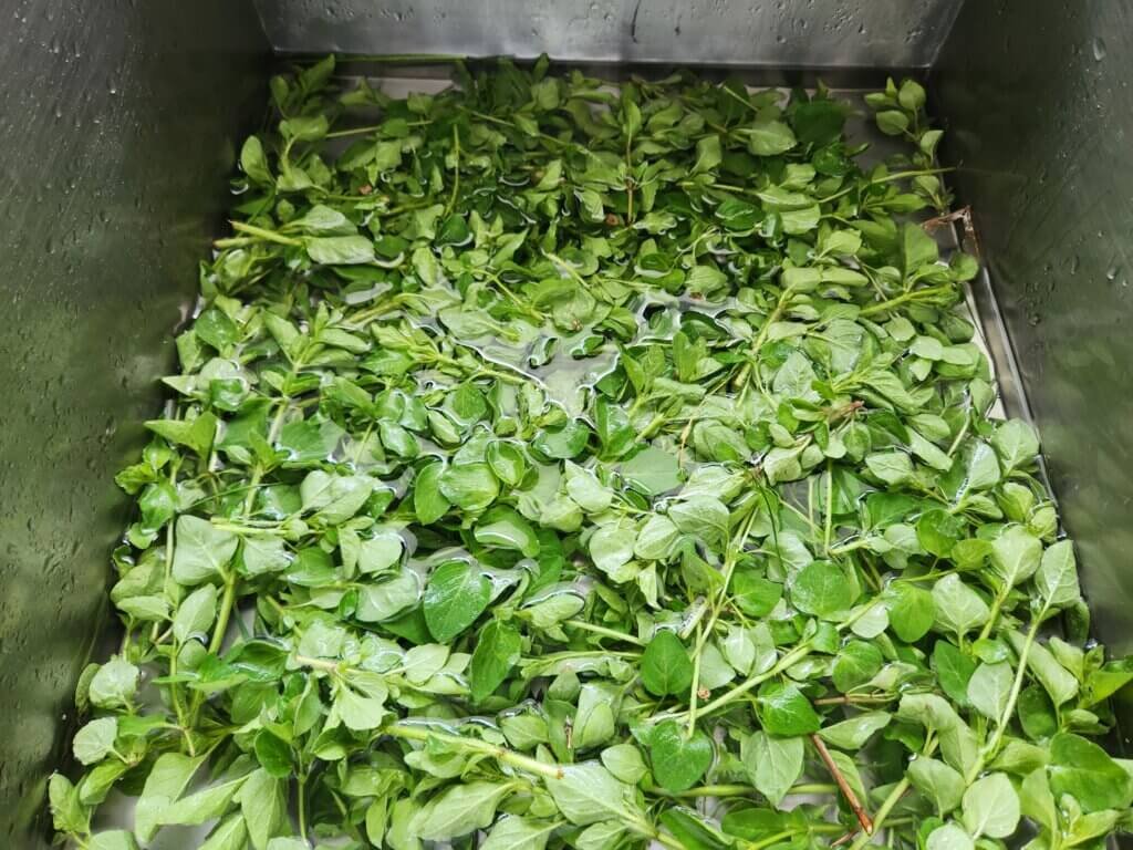 Freshly Washed Oregano
