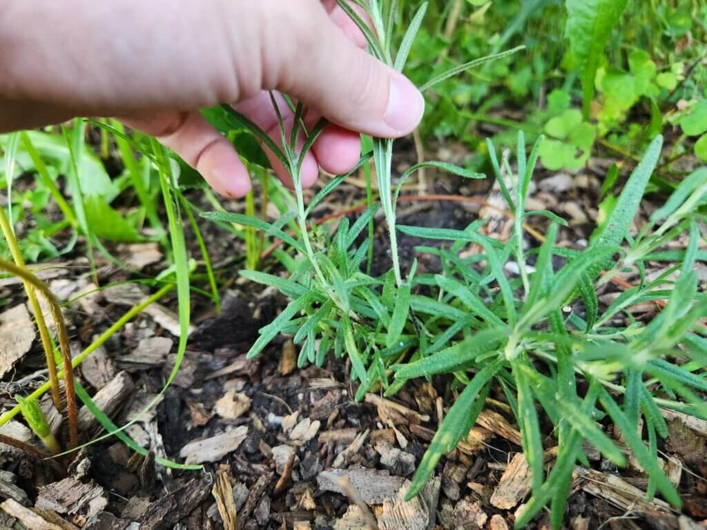 Grabbing The Rosemary Sprig to Cut Above Leaf Nodes