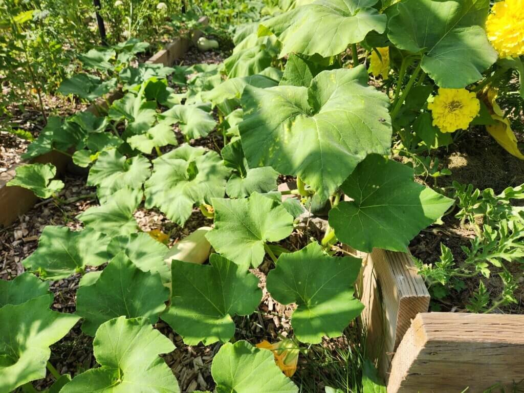 Butternut squash plants growing in a raised garden bed with vines spreading over the sides