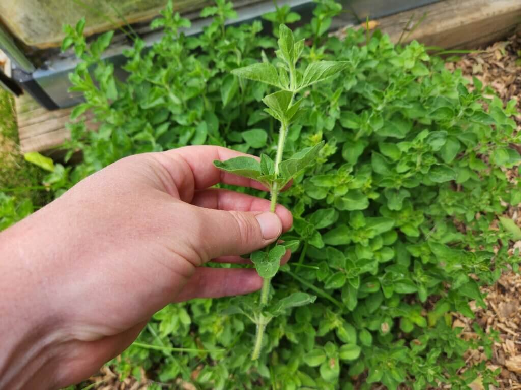 Healthy Green Oregano Steam to Harvest