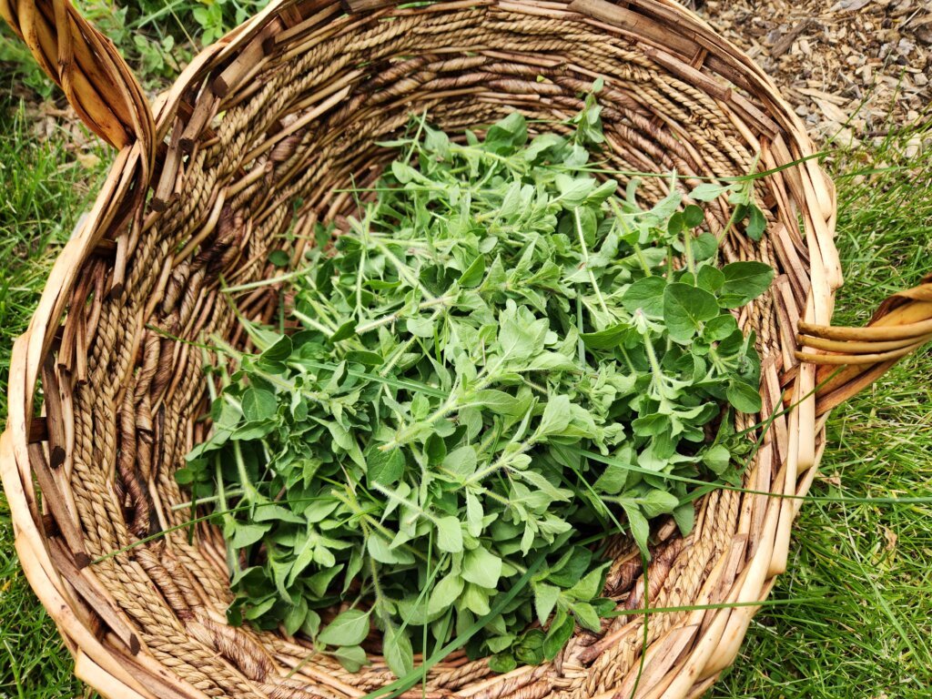 How Do I Harvest Oregano