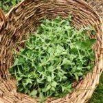 How Do I Harvest Oregano