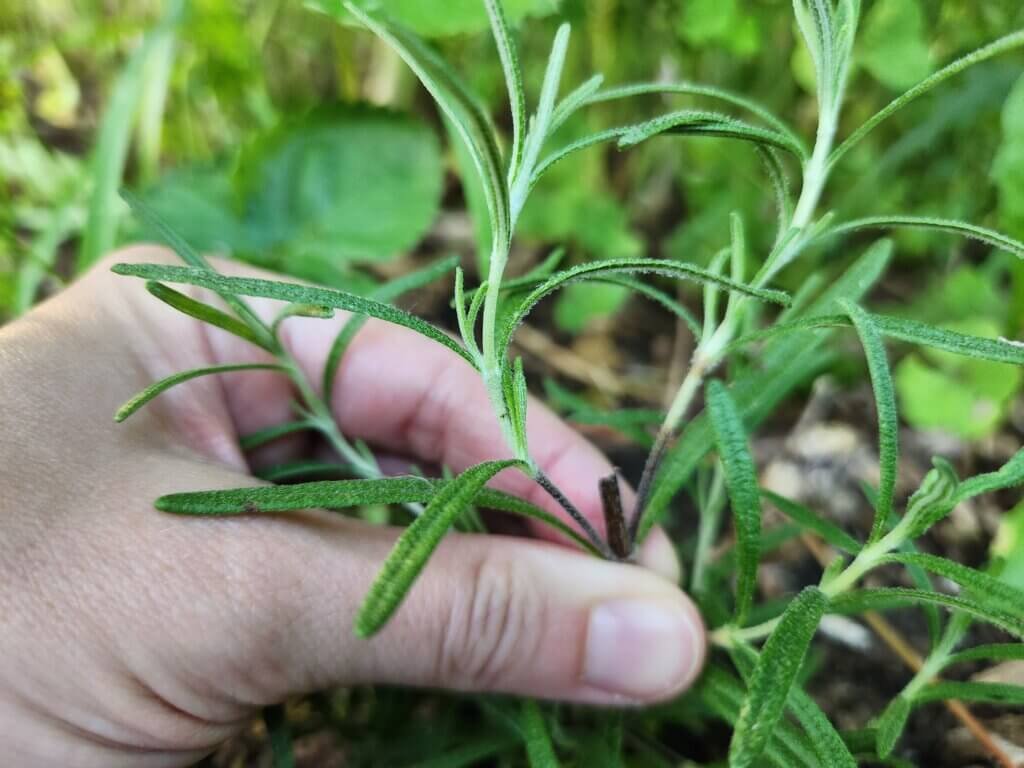 How to Harvest Rosemary