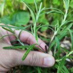 How to Harvest Rosemary