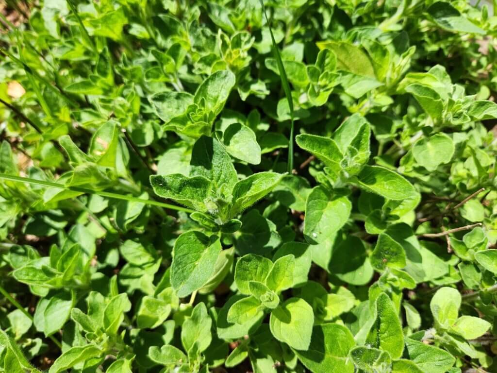 Oregano Bush Ready to Harvest