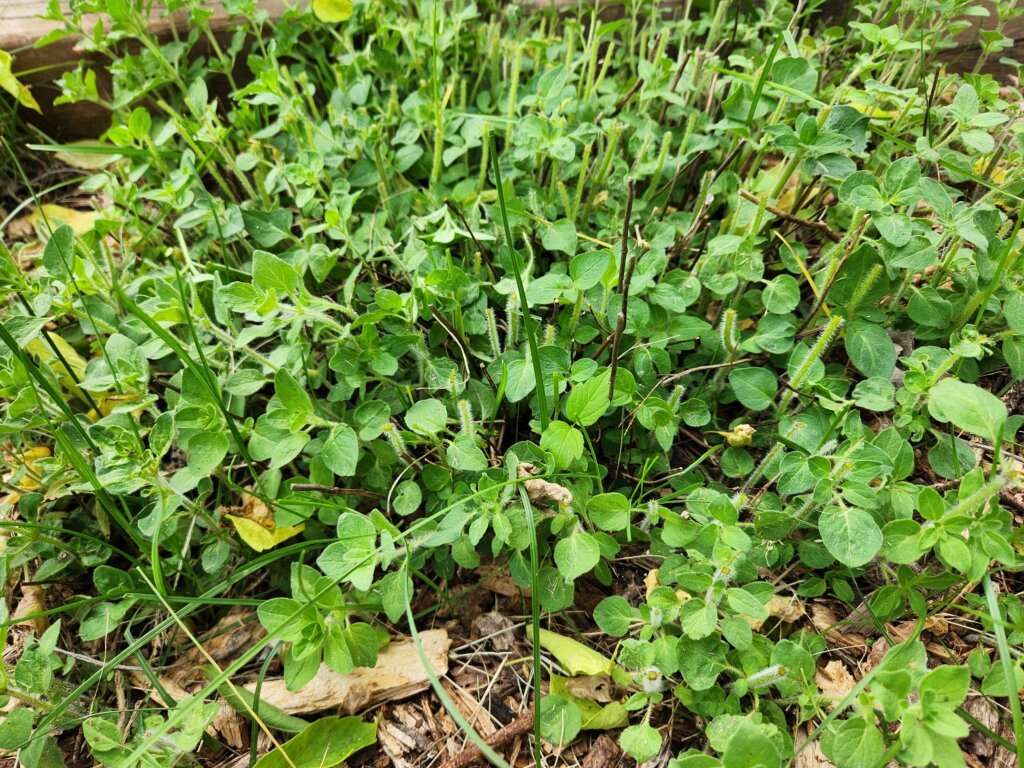 Oregano Plant Cut Back