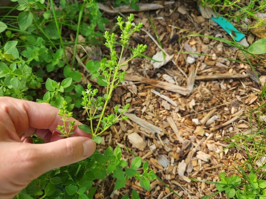 Oregano Starting to Flower
