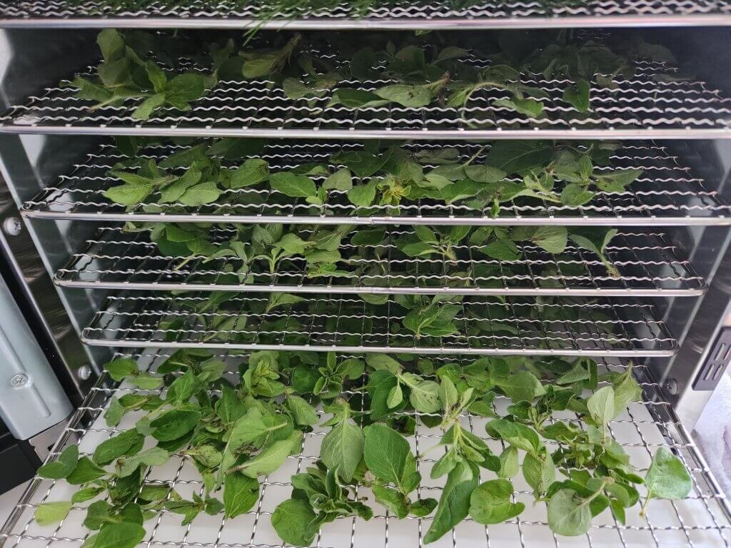 Oregano in the Dehydrator
