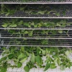 Oregano in the Dehydrator
