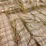 Rosemary Leaves Dried on Tray
