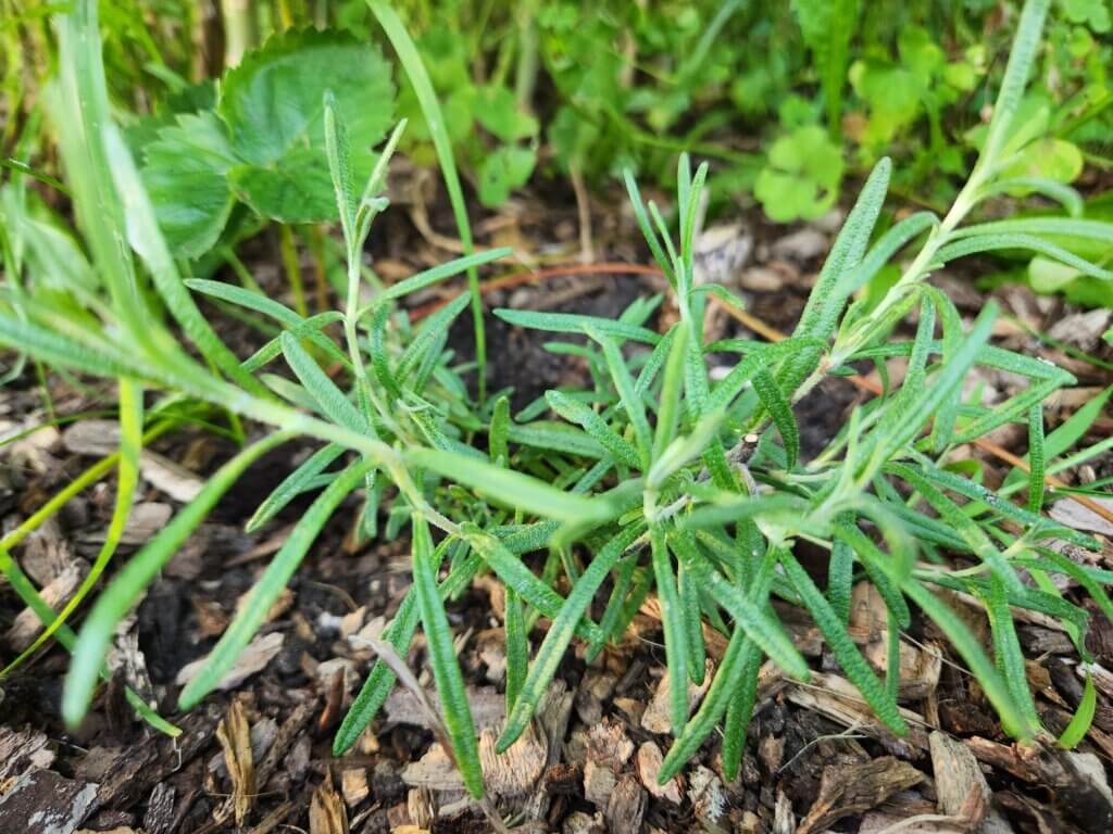 Small Rosemary Plant