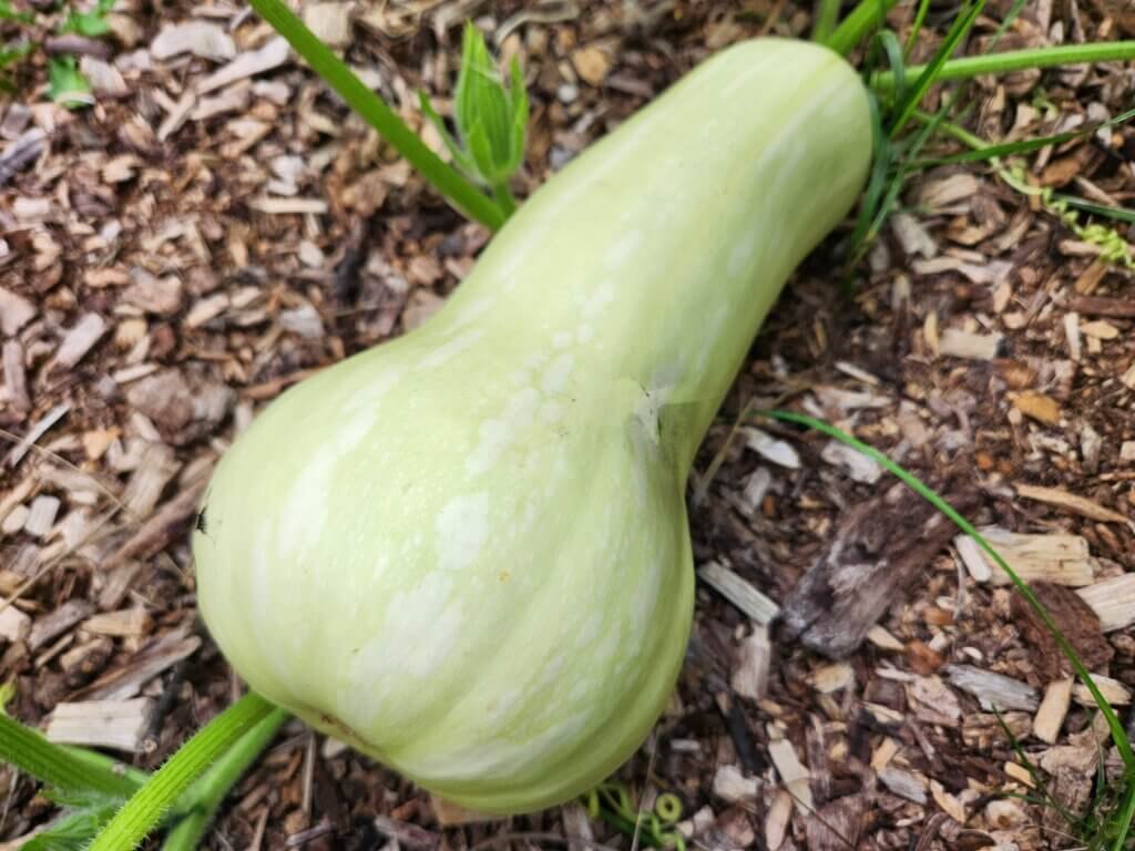 Young green butternut squash developing on the vine