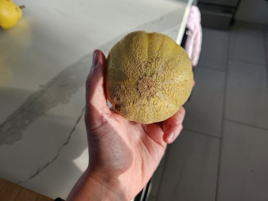 bottom of the cantaloupe that turned yellow