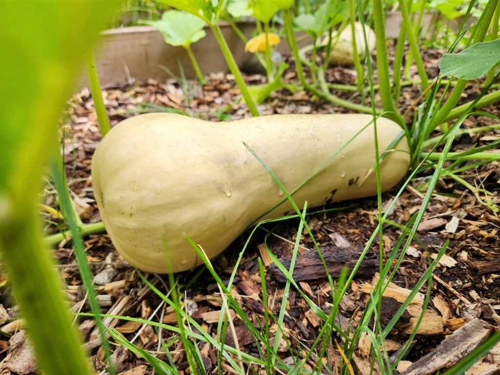 Pale butternut squash ripening on the vine in the garden