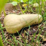 Pale butternut squash ripening on the vine in the garden