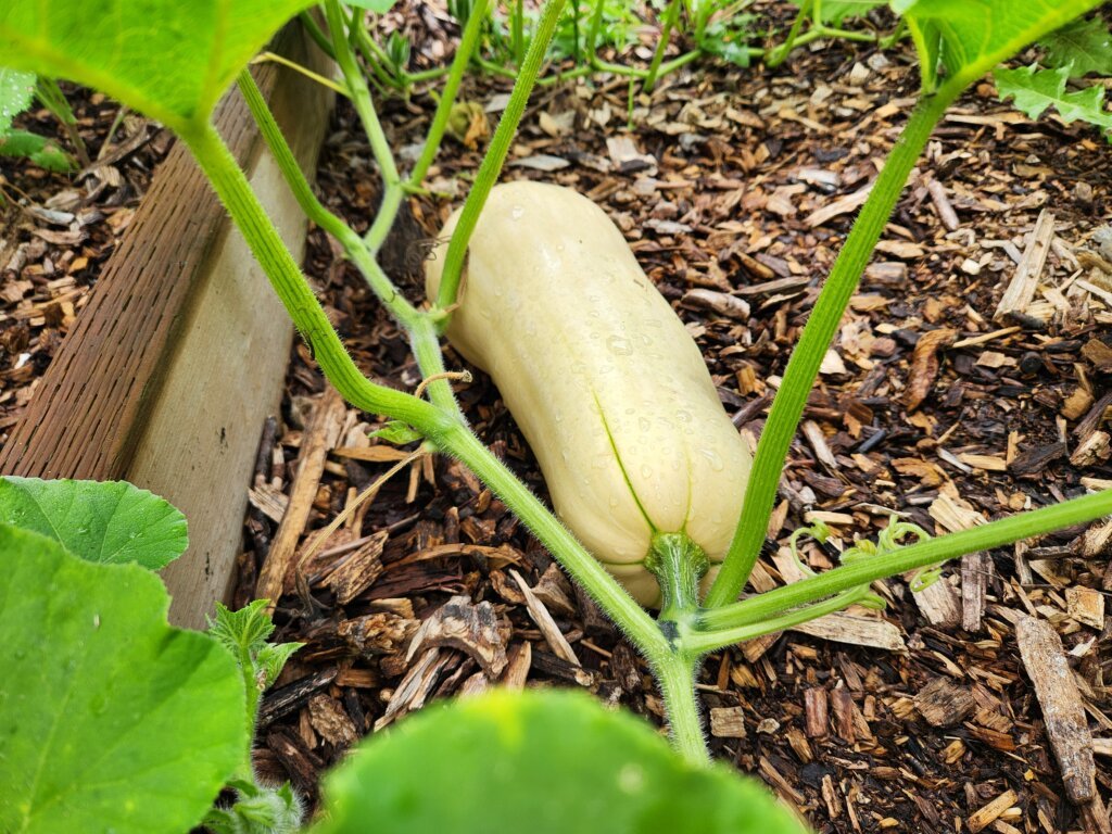 Butternut squash ripening on the vine in a late August garden