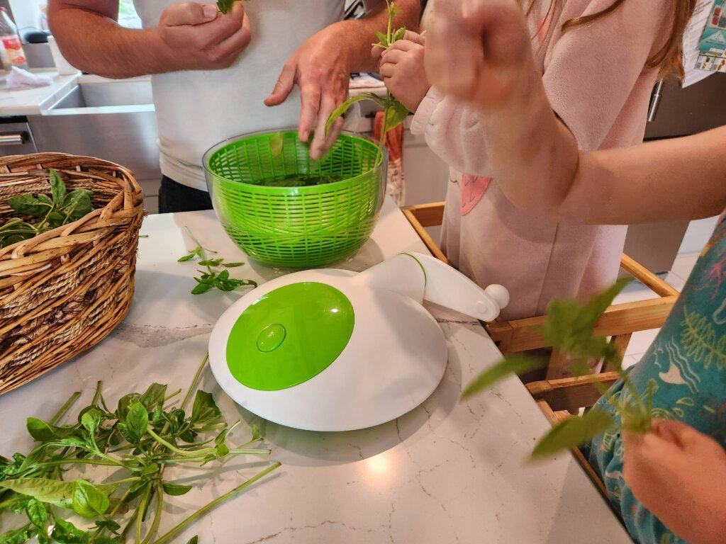 picking basil leaves for freezing