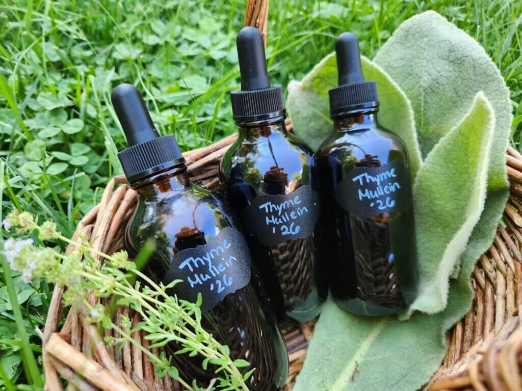 thyme and mullein tincture 3 bottles outside with thyme and mullein leaves