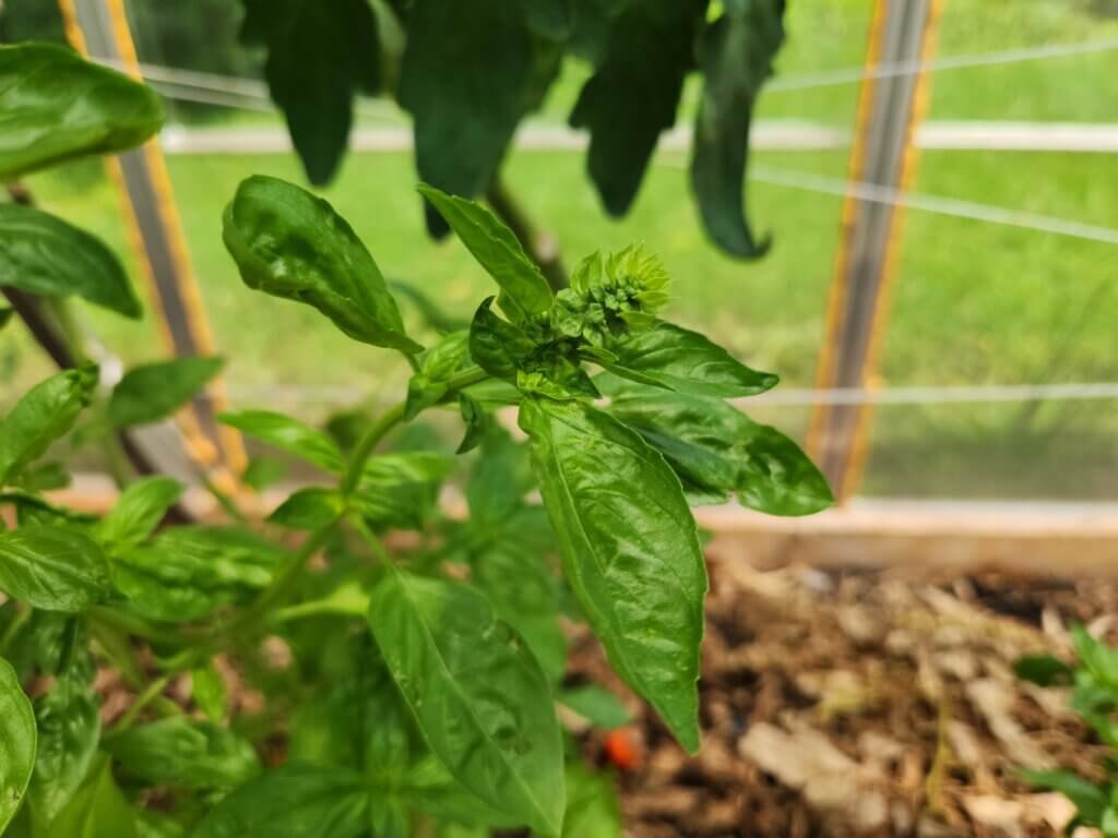 Mature basil plant growing in a summer garden