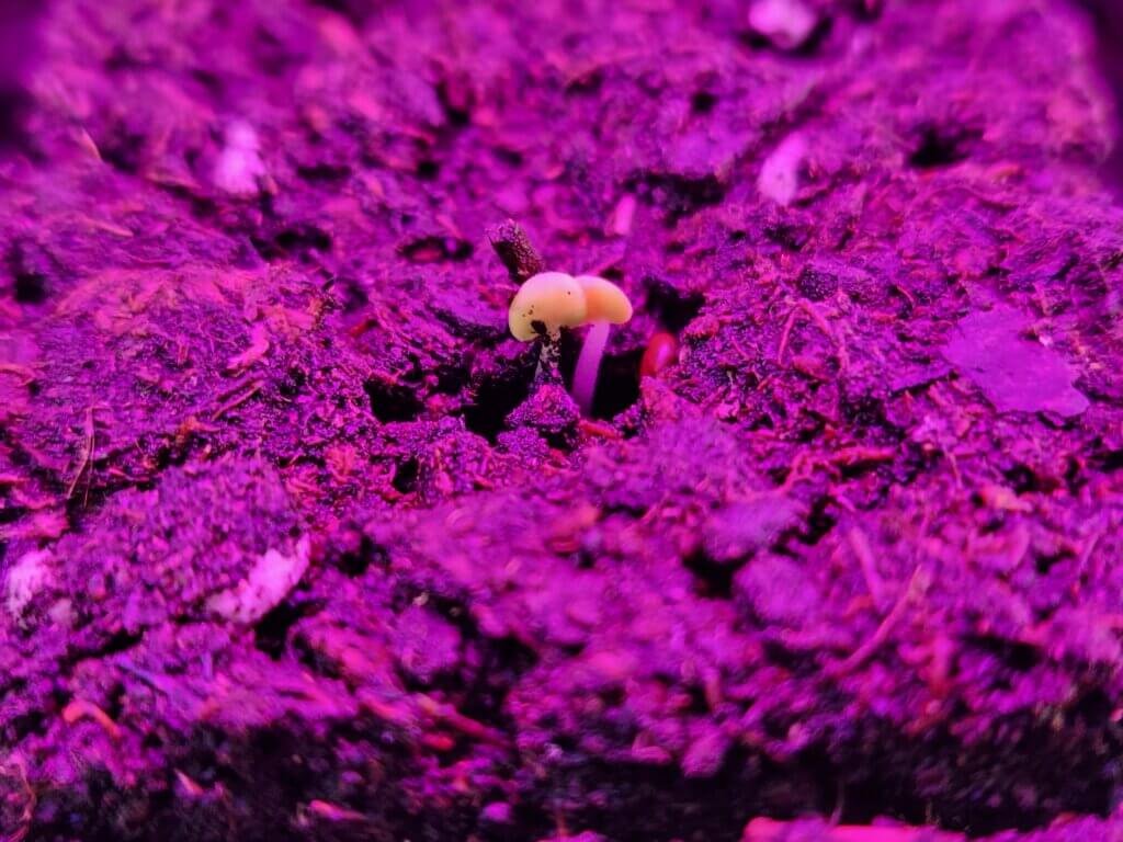 Basil seedling emerging from soil after germination