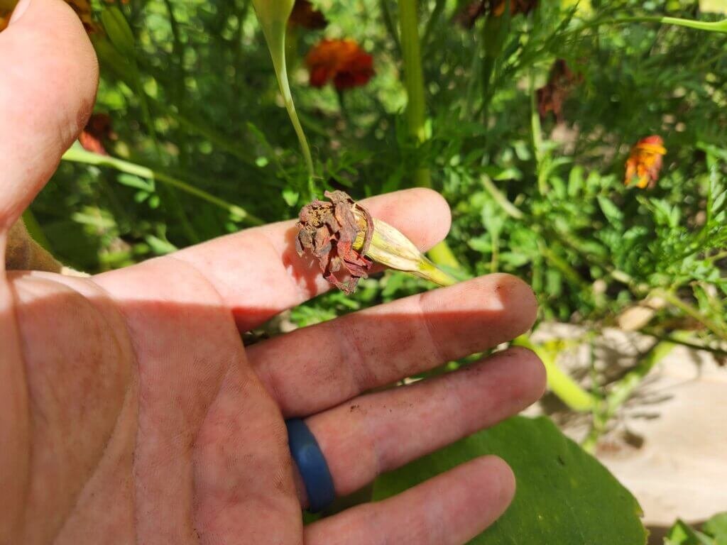 Dried marigold flower head ready for seed collection