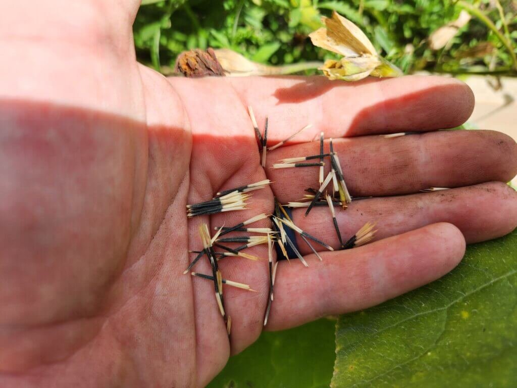 Black and cream marigold seeds collected from a dried flower head