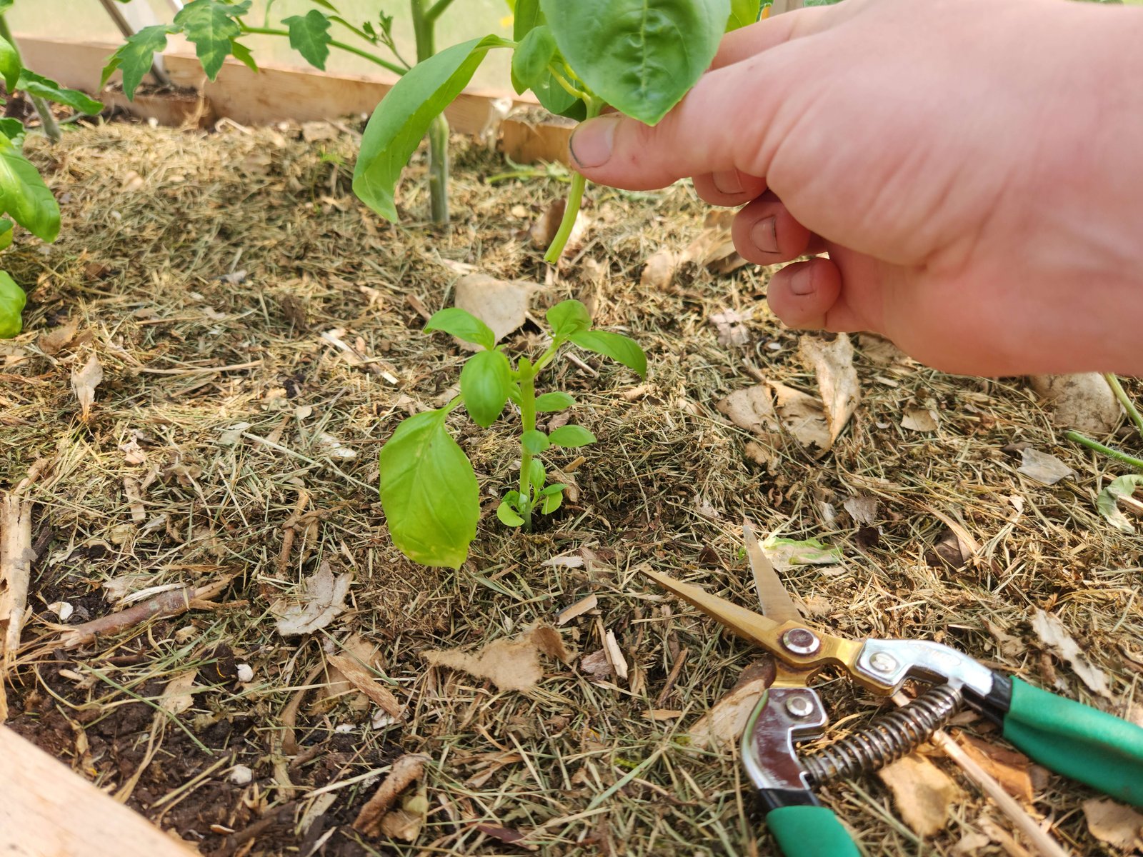 Harvesting fresh basil leaves from a plant in the garden